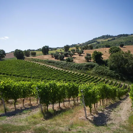 Italian Experience-villa Zena Cupramontana