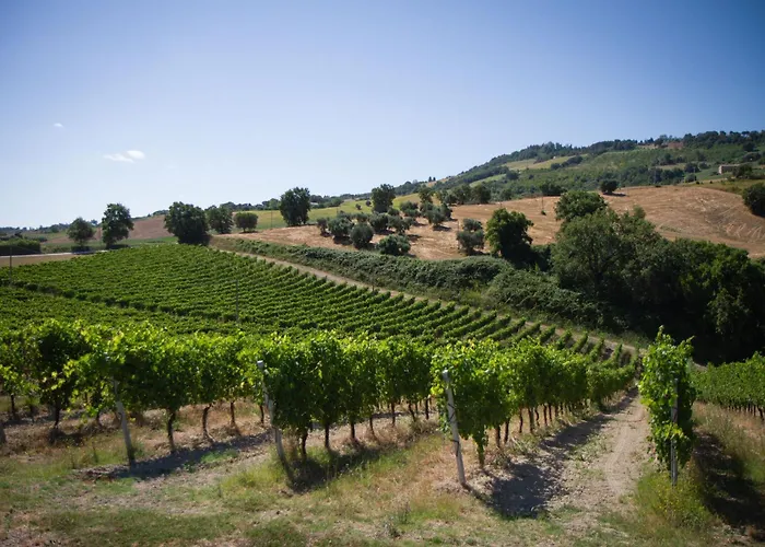 Italian Experience-villa Zena Cupramontana