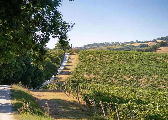 Italian Experience-villa Zena Cupramontana